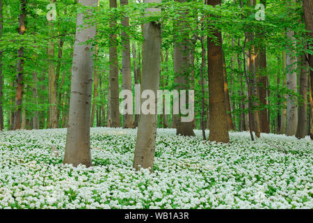 Deutschland, Thüringen, Nationalpark Hainich, Blick auf die blühenden Bärlauch und buche Bäume im Wald Stockfoto