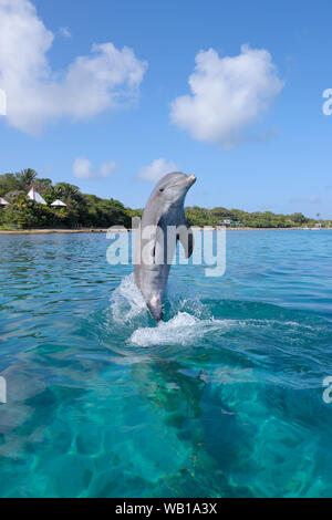 Honduras, Roatan, springen Großer Tümmler Stockfoto