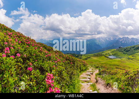 Deutschland, Bayern, Allgäu, Alpen, Fellhorn, Allgeau zur Schlappolt See mit Alpenrosen neben Wanderweg im Vordergrund Stockfoto