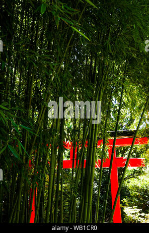 Rote Torii und Bambus Wald, La Bambouseraie - Bambus Park, Prafrance, Anduze, Gard, Frankreich Stockfoto