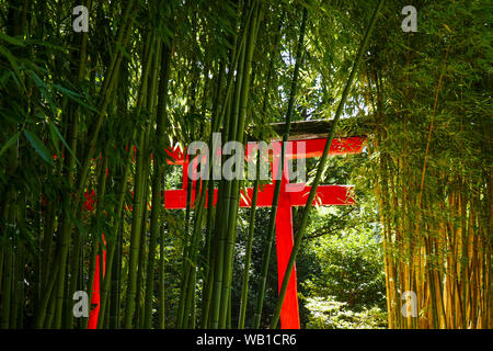 Rote Torii und Bambus Wald, La Bambouseraie - Bambus Park, Prafrance, Anduze, Gard, Frankreich Stockfoto