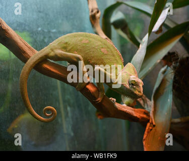 Veiled Chameleon, Chamaeleo calyptratus, sitzt auf einem Ast eines Baumes in einem Terrarium des Zoos Stockfoto