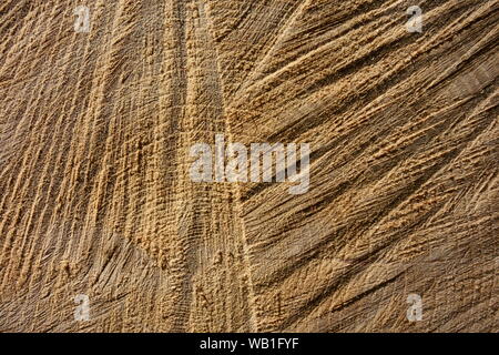 Spruce Tree Querschnitt, Holz Textur und Farbe Stockfoto