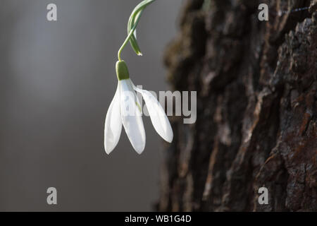 White Snow drop Blume, weiße Blume, Snow drop blüte, blume, weiße Blüten, einzelne weiße Blüte, Blume, Blüte Stockfoto