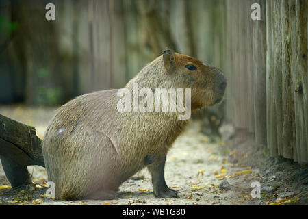 Capybara, Hydrochoerus Hydrochaeris, stehend in einer Voliere in einen Zoo Stockfoto