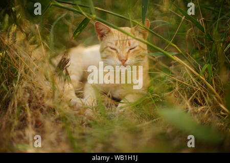 Ginger cat im Sommer Garten mit grünem Gras entspannen Stockfoto