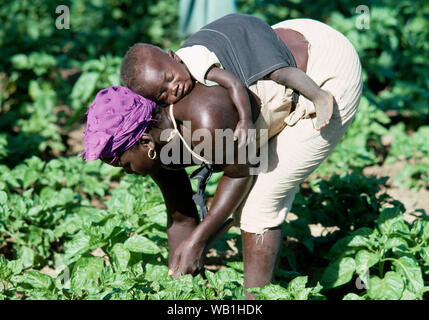 Frau mit Kind auf dem Rücken BÜCKEN während tendenziell landwirtschaftlichen Grundstück. Dorf Frau hacken zwischen Pfeffer Pflanzen. Gambia, Westafrika. ​ Stockfoto