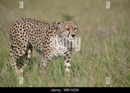 Männliche Geparden (Acinonyx jubatus) Einstellung der Jagd Stockfoto