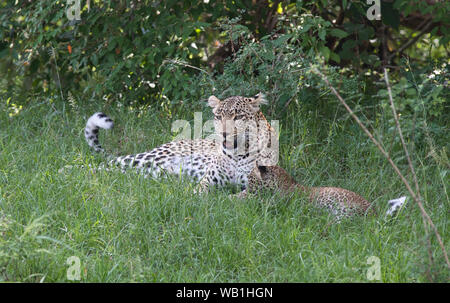 Eine weibliche Leopard (Panthera pardus) spielt mit ihrem Cub Stockfoto