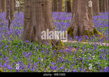 Europa, Europäische, Belgien, Halle, Wald Hallerbos, 30078074 Stockfoto