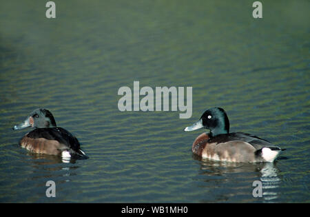 BAER'S POCHARD (Aythya baeri). Wahres Paar auf Wasser (Weibchen links) EINE tauchende Art, kurze Schwanzfedern benutzten ein Ruder. Gebürtige Russland und Ostasien. Stockfoto