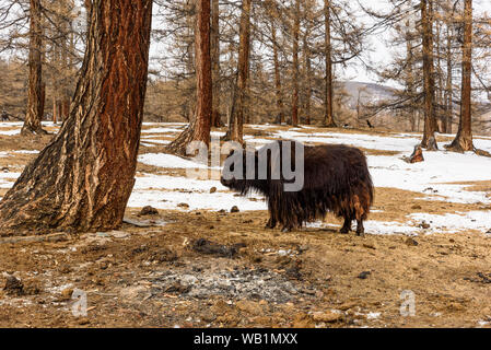 Die Yak ist ein Langhaariger bovid in der Himalaya Region South Central Asien gefunden, dem tibetischen Plateau und im Norden bis in die Mongolei und Stockfoto