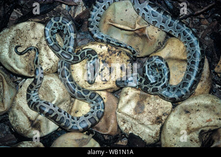 Burmeseier Python ( BIVITTATUS MOLURUS), Eier schlüpfen. Gelege. Zwei juvenile Schlangen auf ruhenden Eizellen sind entstanden. Andere folgen. Blick auf den Rücken. Stockfoto