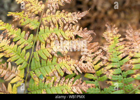 Orange Farbe Herbst Farnblätter closeup Stockfoto