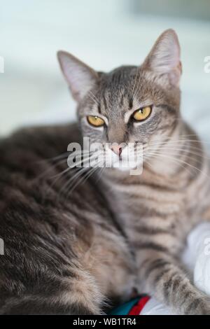 Cat Vorbereitung ein Nickerchen zu machen, während die Verlegung an frischen Blätter Stockfoto