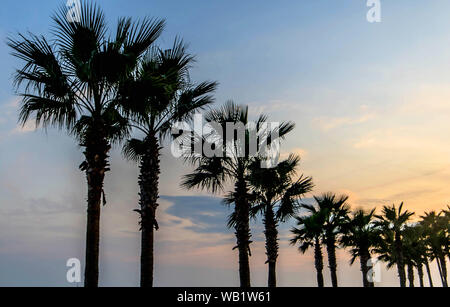 Eine Linie von Palmen auf der Florida Beach Küste Stockfoto