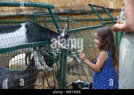 Kleines Mädchen Fütterung Ziegen aus ihrer Hand in einer Voliere in einen Zoo. August 2, 2019. Kiew, Ukraine Stockfoto