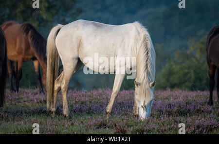 Ein weißes Pferd, das Gras in einem kleinen Hören im New Forest isst Stockfoto