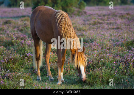 Ein einzelnes einiges Pferd, das Gras frisst, am frühen Morgen in einem nebligen New Forest Stockfoto