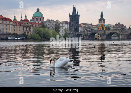 Nahaufnahme der Schwäne schwimmen auf der Moldau mit der Prager Stadtbild im Hintergrund Stockfoto