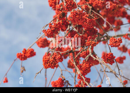 Helle Vogelbeeren (Sorbus aucuparia) auf einem Zweig. Selektiver Fokus, blauen Hintergrund. Stockfoto