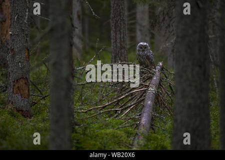 Habichtskauz (Strix Uralensis) Stockfoto