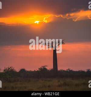 Sonnenaufgang über Allee der Baobabs, Madagaskar Stockfoto
