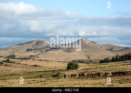 Sonnigen Tag in der Mitte von nirgendwo in der Landschaft von Uruguay Stockfoto