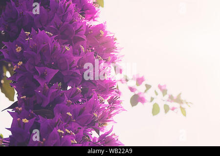 Blühenden Bougainvillea. Magenta Bougainvillea Blüten. Bougainvillea Blumen als Hintergrund. floral background. Stockfoto
