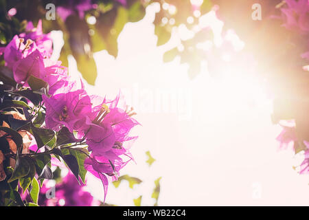 Rosafarbene Bougainvillea unter der Sonne am Morgen. Stockfoto
