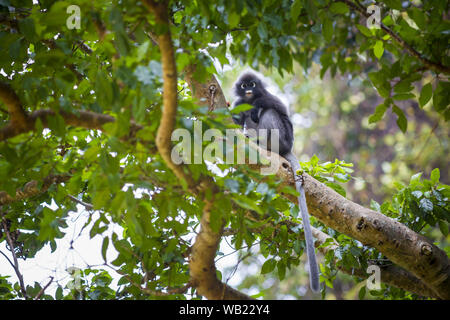 Altrosa Leaf Monkey (Trachypithecus Obscurus) Stockfoto