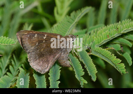 Outis Skipper, Cogia outis, weiblichen ovipositing auf Prairie Akazie, Acacia angustissima Stockfoto