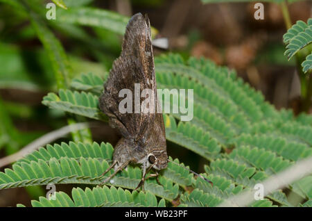 Outis Skipper, Cogia outis, weiblichen ovipositing auf Prairie Akazie, Acacia angustissima, mit frisch hinterlegt Ei sichtbar Stockfoto