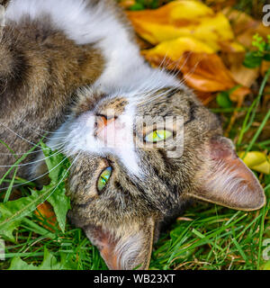 Eine junge gestreifte Katze liegen entspannt im Garten auf Blätter im Herbst. Stockfoto