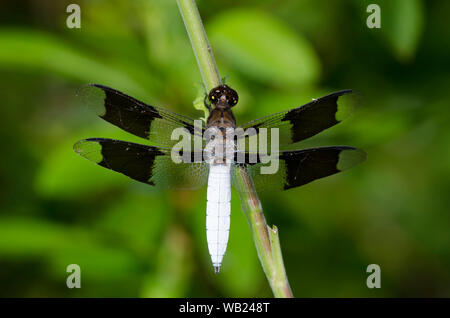 Gemeinsame Whitetail, Plathemis Lydia, männlich Stockfoto