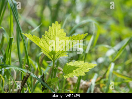 Die jungen Triebe von Brennnessel. Urtica dioica Blätter wachsen in der Sonne. Junge Brennnessel Blätter machen eine ausgezeichnete Spinat - wie Gemüse, wenn sie gekocht wird. Stockfoto