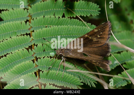 Outis Skipper, Cogia outis, weiblichen ovipositing auf Prairie Akazie, Acacia angustissima Stockfoto