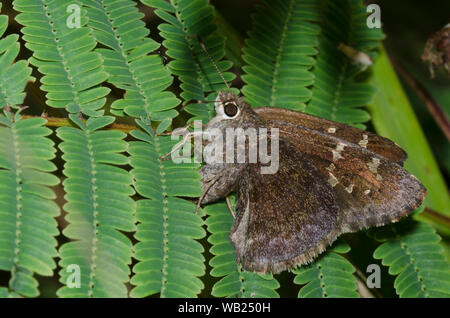 Outis Skipper, Cogia outis, weiblichen ovipositing auf Prairie Akazie, Acacia angustissima Stockfoto