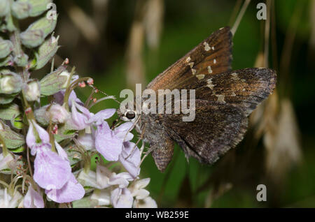 Outis Skipper, Cogia outis, nectaring auf amerikanischen Germander, Teucrium canadense Stockfoto