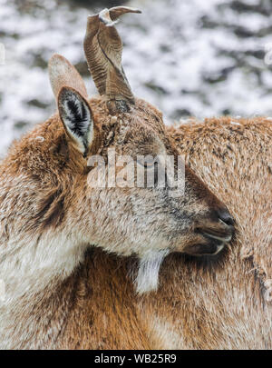 Weibliche Markhor Kopf hoch (Capra falconeri) mit Schnee Hintergrund Stockfoto