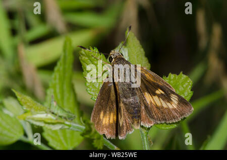 Byssus Skipper, Atrytone byssus, weiblich Stockfoto