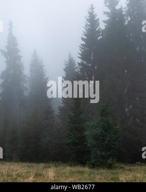 Nebeliger morgen Wald in der Ukraine. Karpaty Gebirge Stockfoto