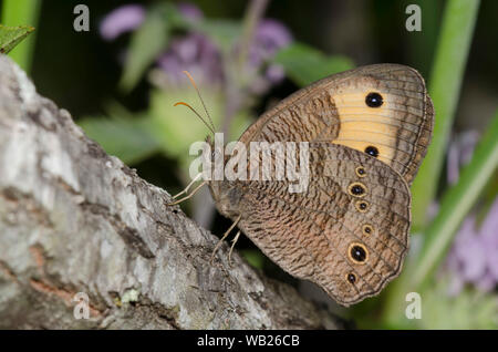 Gemeinsame Wood-Nymph, Cercyonis pegala Stockfoto