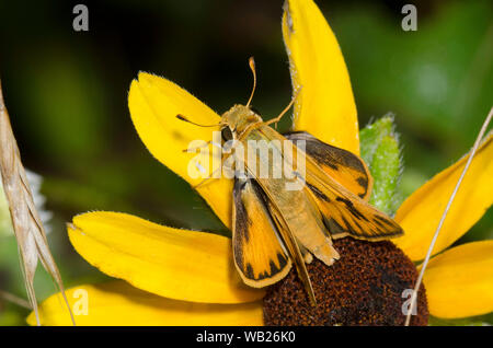 Fiery Skipper, Hylephila phyleus, männliche thront auf black-eyed Susan, Rudbeckia hirta Stockfoto