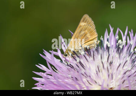 Byssus Skipper, Atrytone byssus, Nektaring auf amerikanischer Sterndistel, Plectocephalus americanus Stockfoto