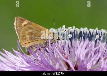 Byssus Skipper, Atrytone byssus, Nektaring auf amerikanischer Sterndistel, Plectocephalus americanus Stockfoto