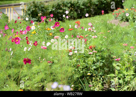 Schöne cosmos Blumen blühen im Garten an einem sonnigen Sommertag close-up Stockfoto