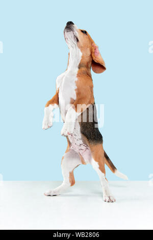 Beagle tricolour Welpen posiert. Süße weiß-braun-schwarz doggy oder pet ist das Springen auf blauem Hintergrund. Sieht besucht und traurig. Studio photoshot. Konzept der Bewegung, Bewegung, Aktion. Negativer Platz. Stockfoto