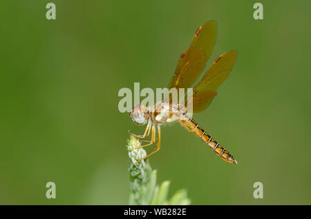 Östlichen Amberwing, Perithemis tenera, männlich Stockfoto