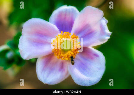 Ein Hoverfly ein wenig die Bestäubung auf einer Blume an der Huntsville Botanical Gardens in Huntsville, Alabama. Stockfoto